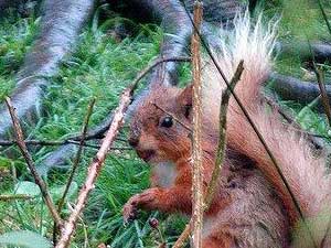 Risk to rare wildlife